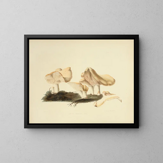 Illustrations de la mycologie britannique Pl16 - Anna Maria Hussey — framed artwork on a wall