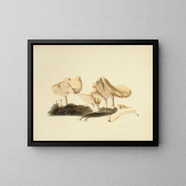 Illustrations de la mycologie britannique Pl16 - Anna Maria Hussey — framed artwork on a wall