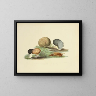Illustrations of British Mycology Pl17 - Anna Maria Hussey — framed artwork on a wall