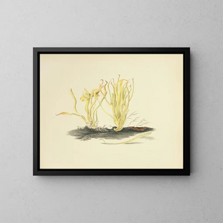 Illustrations of British Mycology Pl18 - Anna Maria Hussey — framed artwork on a wall