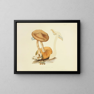 Illustrations de la mycologie britannique Pl19 - Anna Maria Hussey — framed artwork on a wall