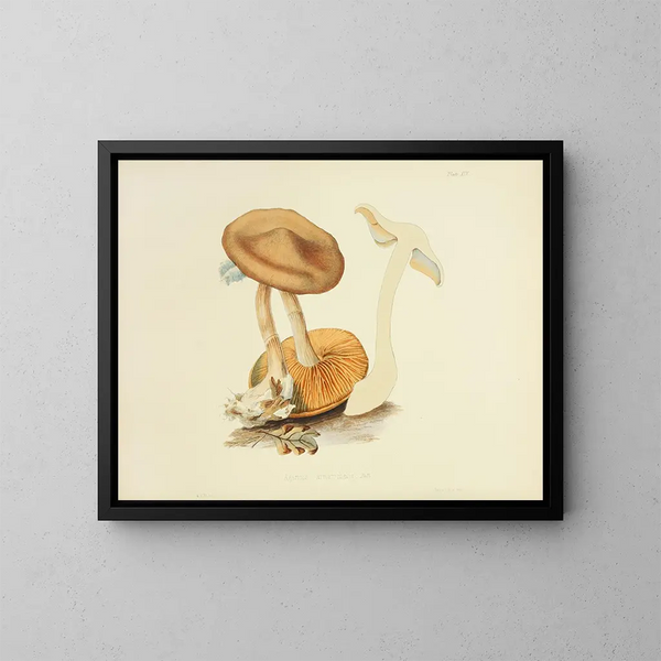 Illustrations de la mycologie britannique Pl19 - Anna Maria Hussey — framed artwork on a wall