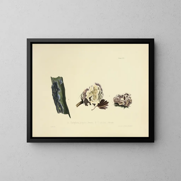 Illustrations of British Mycology Pl20 - Anna Maria Hussey — framed artwork on a wall