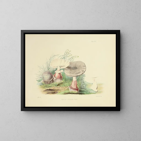 Illustrations of British Mycology Pl23 - Anna Maria Hussey — framed artwork on a wall