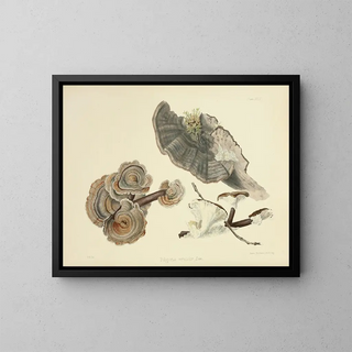 Illustrations de la mycologie britannique Pl24 - Anna Maria Hussey — framed artwork on a wall
