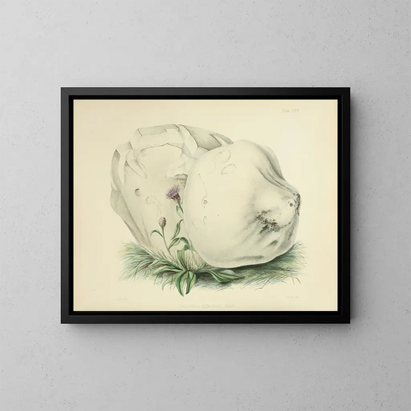 British Mycology Illustrations Pl26 - Anna Maria Hussey — framed artwork on a wall