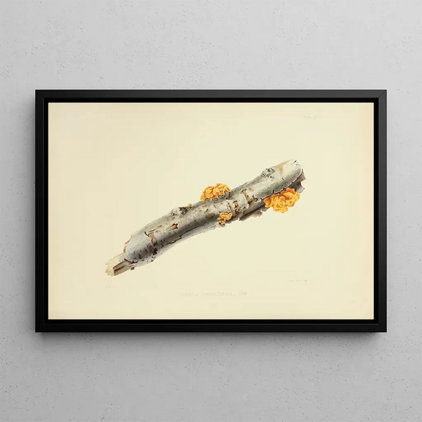 Illustrations of British Mycology Pl27 - Anna Maria Hussey — framed artwork on a wall
