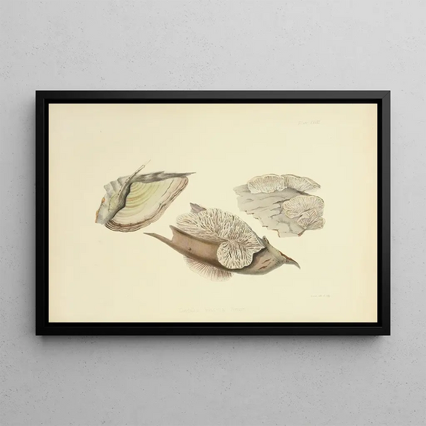 Illustrations de mycologie britannique Pl28 - Anna Maria Hussey — framed artwork on a wall