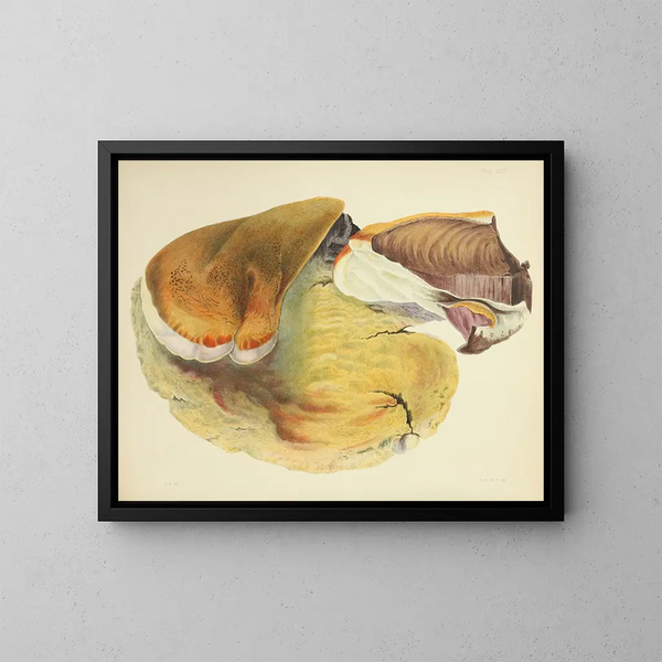 Illustrations de la mycologie britannique Pl29 - Anna Maria Hussey — framed artwork on a wall
