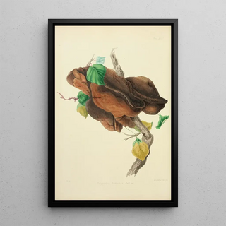 Anna Maria Hussey - Illustrations of British mycology Pl31.webp