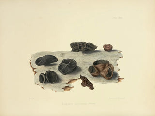 Illustrations of British Mycology Pl32 - Anna Maria Hussey — artwork view