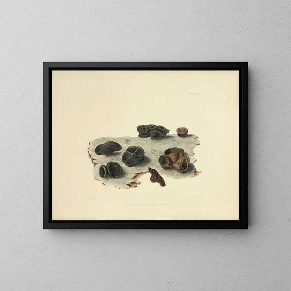 Illustrations of British Mycology Pl32 - Anna Maria Hussey — framed artwork on a wall