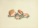 Illustrations of British Mycology Pl37 - Anna Maria Hussey — artwork view