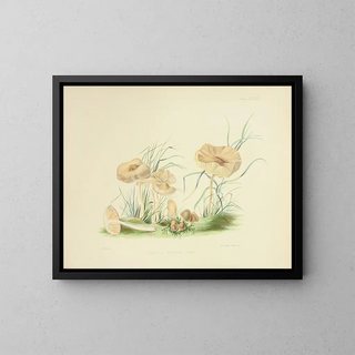 Illustrations of British Mycology Pl38 - Anna Maria Hussey — framed artwork on a wall