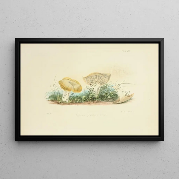Illustrations of British Mycology Pl40 - Anna Maria Hussey — framed artwork on a wall