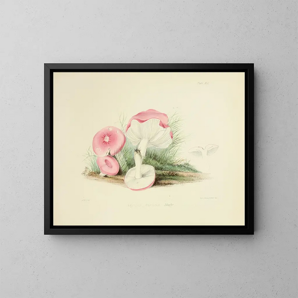 Illustrations of British Mycology Pl41 - Anna Maria Hussey — framed artwork on a wall