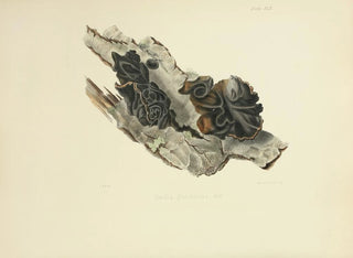 Illustrations of British Mycology Pl42 - Anna Maria Hussey — artwork view