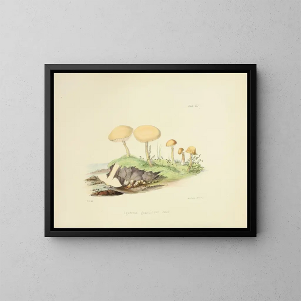 Illustrations of British Mycology Pl45 - Anna Maria Hussey — framed artwork on a wall