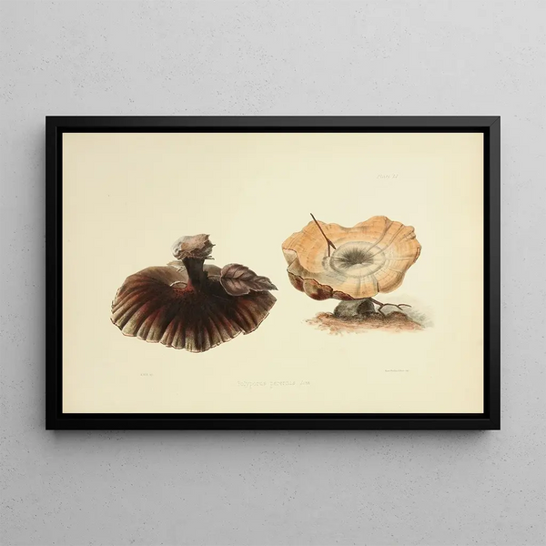 Illustrations de mycologie britannique Pl51 - Anna Maria Hussey — framed artwork on a wall