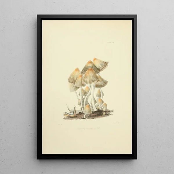 Illustrations de mycologie britannique Pl55 - Anna Maria Hussey — framed artwork on a wall