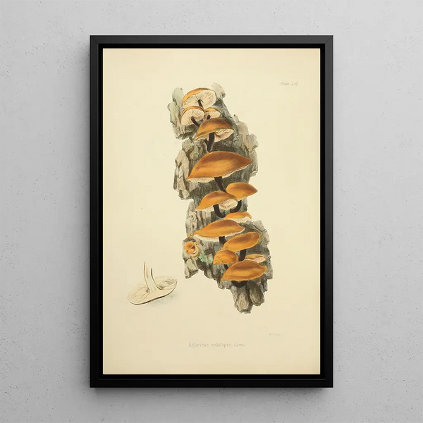Illustrations de mycologie britannique Pl56 - Anna Maria Hussey — framed artwork on a wall