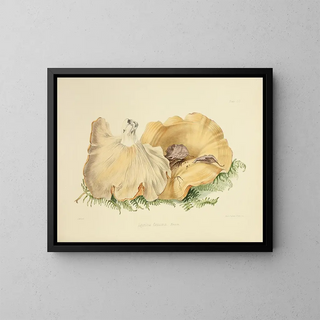 Illustrations de la mycologie britannique Pl59 - Anna Maria Hussey — framed artwork on a wall