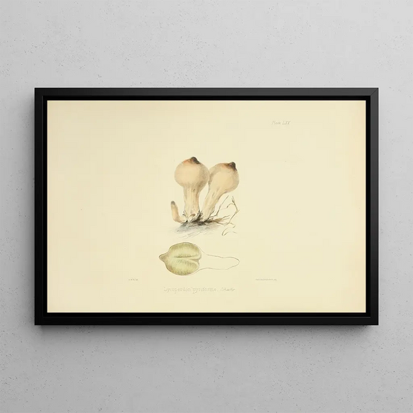 Illustrations of British Mycology Pl70 - Anna Maria Hussey — framed artwork on a wall