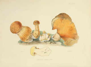 Illustrations of British Mycology Pl71 - Anna Maria Hussey — artwork view