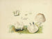 Illustrations of British Mycology Pl83 - Anna Maria Hussey — artwork view
