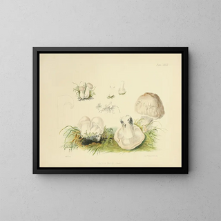 Illustrations of British Mycology Pl83 - Anna Maria Hussey — framed artwork on a wall