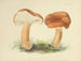 Illustrations of British Mycology Pl87 - Anna Maria Hussey — artwork view