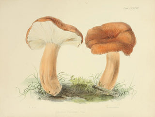 Illustrations of British Mycology Pl87 - Anna Maria Hussey — artwork view