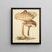 British Mycology Illustrations Pl88 - Anna Maria Hussey — framed artwork on a wall