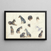 Études d'un chien - Anna Maria Kruijff — framed artwork on a wall