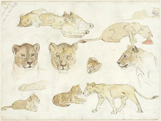 Études de van Leeuwen - Anna Maria Kruijff — artwork view