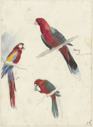 Studies on Parrots - Anna Maria Kruijff — artwork view