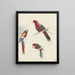 Studies on Parrots - Anna Maria Kruijff — framed artwork on a wall