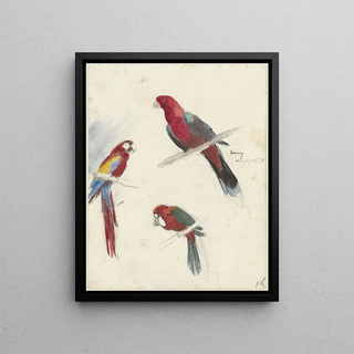 Studies on Parrots - Anna Maria Kruijff — framed artwork on a wall