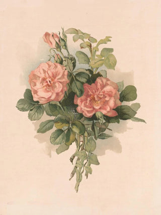Roses blush - Annie Nowell — artwork view