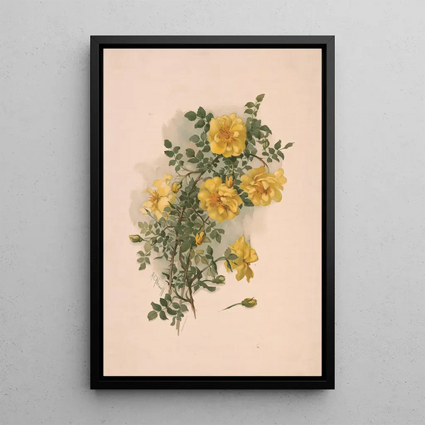 Yellow Scottish Roses - Annie Nowell — framed artwork on a wall