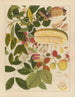 Album of Chinese watercolor paintings of Asian fruits Pl01 - Anonymous — artwork view