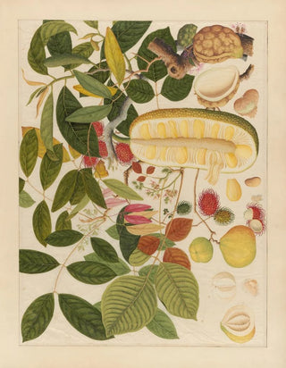 Anonymous - Album of Chinese watercolors of Asian fruits Pl01.webp