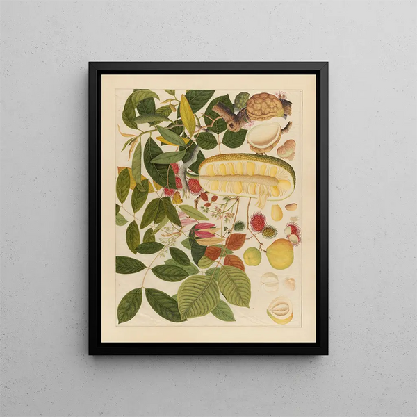 Album of Chinese watercolor paintings of Asian fruits Pl01 - Anonymous — framed artwork on a wall