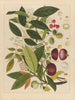Album of Chinese watercolor paintings of Asian fruits Pl02 - Anonymous — artwork view