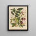 Album of Chinese watercolor paintings of Asian fruits Pl02 - Anonymous — framed artwork on a wall