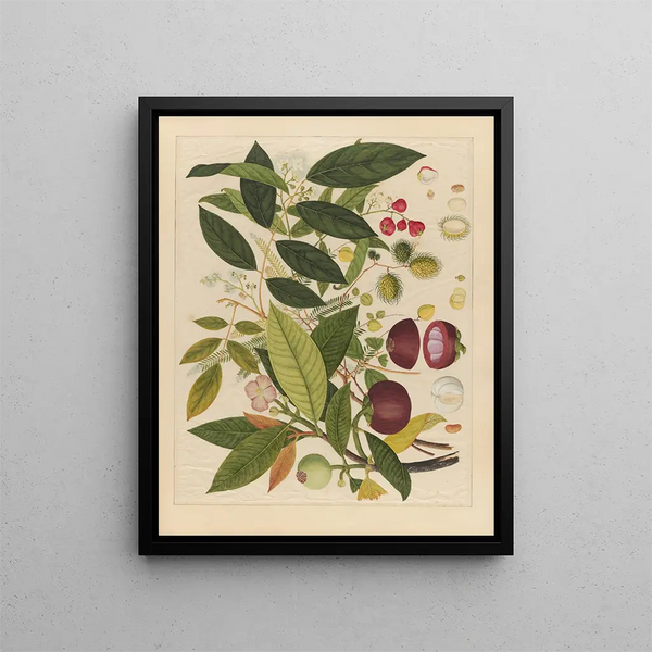 Album of Chinese watercolor paintings of Asian fruits Pl02 - Anonymous — framed artwork on a wall