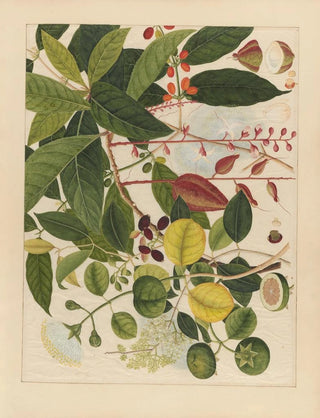 Anonymous - Album of Chinese watercolors of Asian fruits Pl03.webp