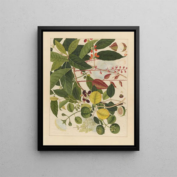 Album of Chinese watercolor paintings of Asian fruits Pl03 - Anonymous — framed artwork on a wall
