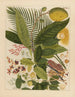 Album of Chinese watercolor paintings of Asian fruits Pl04 - Anonymous — artwork view
