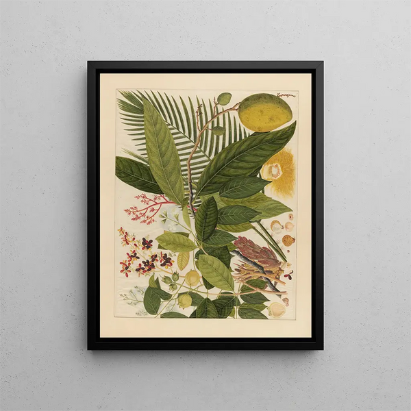 Album of Chinese watercolor paintings of Asian fruits Pl04 - Anonymous — framed artwork on a wall